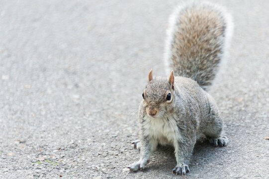 top down view of a gray squirrel looking up at the camera standing on a road