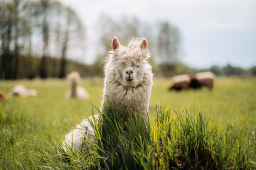 Funny white alpaca with lots of wool is resting in the meadow