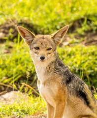 A jackal on the Masai Mara, Kenya.  Jackals are medium-sized omnivorous mammals of the genus Canis
