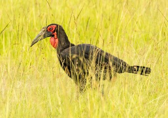 A Southern ground hornbill in tall green grass, Masai Mara, Kenya