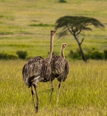 Two ostrichs on the Maasi Mara savannah in Kenya Africa