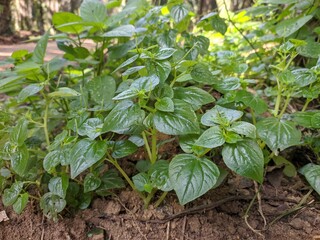 Peperomia pellucida plants in tropical nature borneo