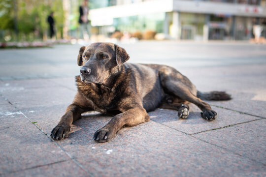 Photo of the stray dog who lives in downtown of Nis, Serbia. All dogs from the downtown are friendly with other dogs and people. They are chilling out and waiting for food from passers by