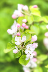 Blooming apple tree in spring garden