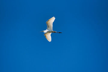 A great egret flying against a beautiful clear blue sky.