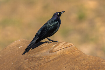 Brewer's Blackbird