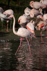 Greater Flamingos in captivity