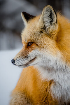 Fox Profile