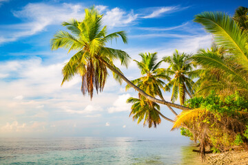 Fototapeta na wymiar Beautiful palm trees on sunny maldivian beach