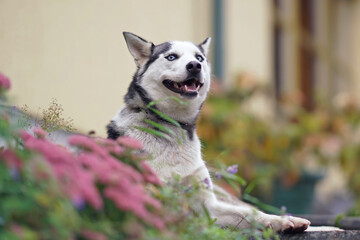 Happy grey and white Siberian Husky dog with blue eyes posing outdoors lying down in a garden in autumn