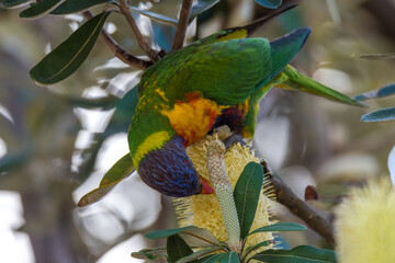 Rainbow Lorikeet feeding on the flowers in the Banksia Tree
