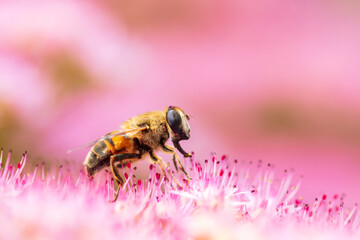 Syrphid flies , A hoverfly on a flower