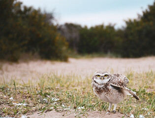 owl