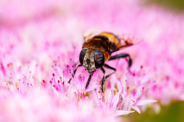 Syrphid flies , A hoverfly on a flower