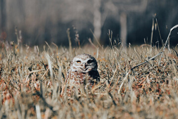 owl in the grass