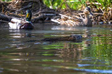 Muskrat (Ondatra zibethicus) Swimming in a River in Front of a Pair of Mallards