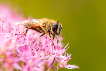 Syrphid flies , A hoverfly on a flower