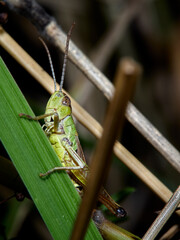 grasshopper on the grass