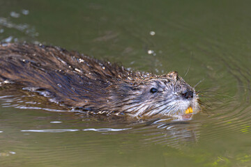 Muskrat (Ondatra zibethicus) Swimming in a River