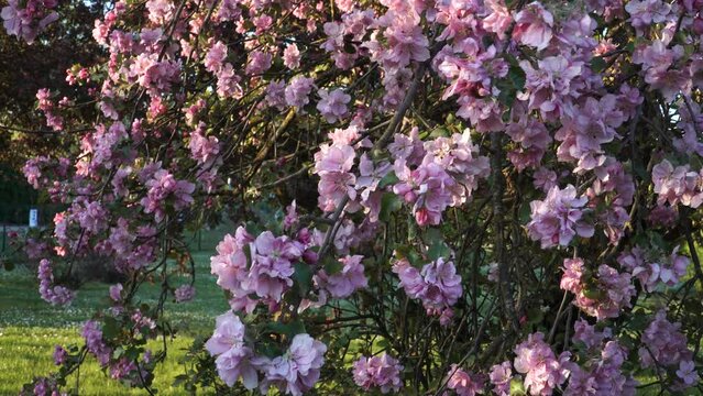 Pinky flowering apple tree. There are flowering fruit tree branches with pink flowers in a close-up view. It's apple blossom time in the orchard in spring.