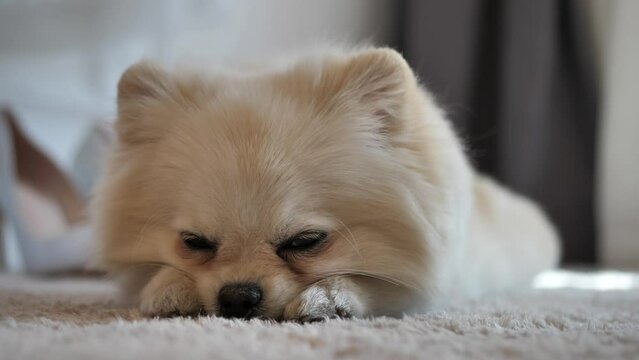 Pomeranian .Super cute fluffy purebred dog lies, relaxes, looks lazily at the camera