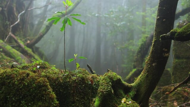 scenic moss forest in the fog, old mossy tree stump in a misty wood, spring in a forest in Yakushima, Japan, woodland ecosystem, enchanted forest