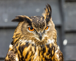 The Eurasian eagle-owl (Bubo bubo) is a species of eagle-owl that resides in much of Eurasia.