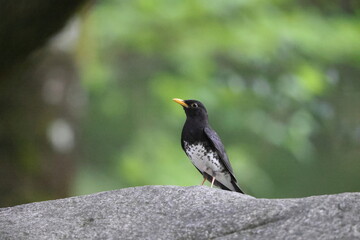 Japanese thrush (Turdus cardis) male in Japan