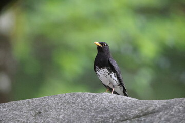 Japanese thrush (Turdus cardis) male in Japan