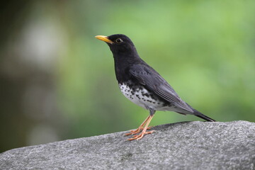 Japanese thrush (Turdus cardis) male in Japan