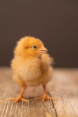Single Baby Chicken on a Wooden Floor