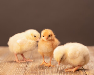 Yellow and orange Baby chicks on a wooden floor