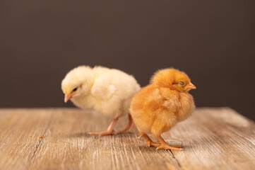 Yellow and orange Baby chicks on a wooden floor