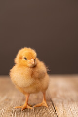 Single Baby Chicken on a Wooden Floor