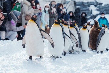 King Penguin parade walking on snow at Asahiyama Zoo in winter season. landmark and popular for tourists attractions in Asahikawa, Hokkaido, Japan. Travel and Vacation concept