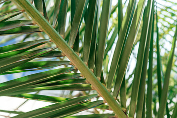 palm tree leaves background. close up