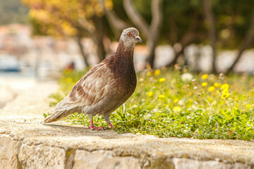 City pigeon portrait in early spring, Columbidae
