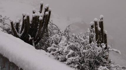 Cactus cobertos de neve no Chile. 