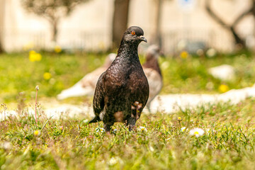 City pigeon portrait in early spring, Columbidae