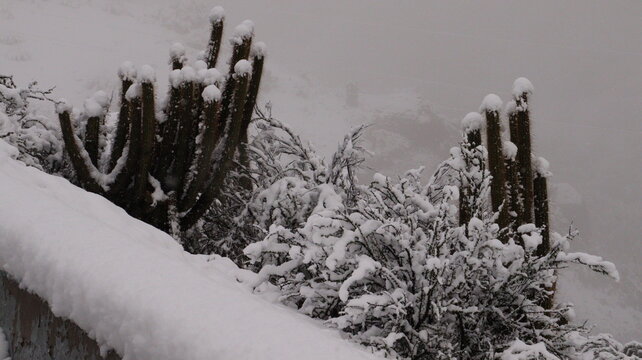 Plantas e flores cobertas de neve em um dia de nevasca no Chile em 2022. 