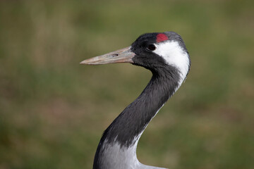 Common crane (Grus grus)