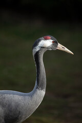 Common crane (Grus grus)