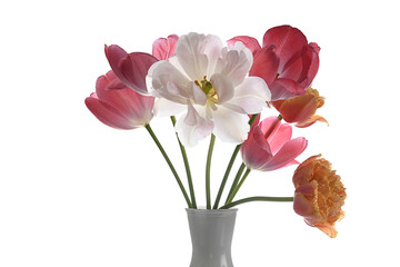 Closeup of beautiful tulips in a white vase, with a white background
