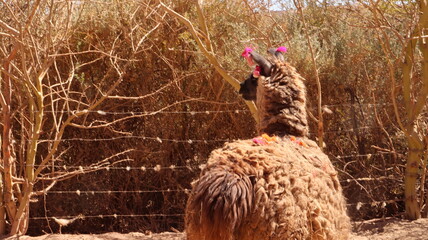 Lhama dentro de um cercado no interior do atacama no chile em 2023. 
