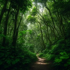 Fototapeta premium morning in the forest