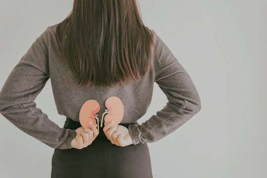 Woman hands holding kidney shaped paper, world kidney day, Organ Donor Day, Chronic kidney disease concept