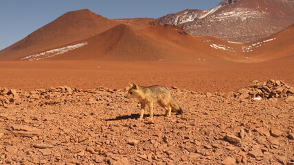 A red fox in atacama's desert 