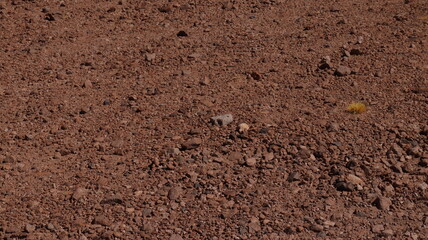 Amostra do solo do deserto do atacama no chile