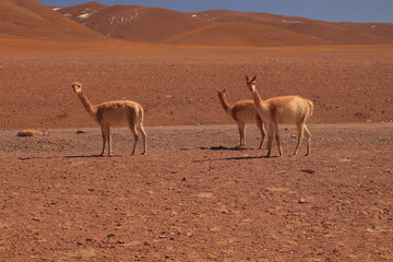 Animais vicunas no deserto do atacama no chile