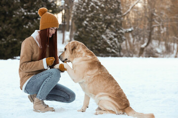 Adorable Labrador Retriever giving paw to beautiful young woman on winter day outdoors